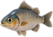 Minnow