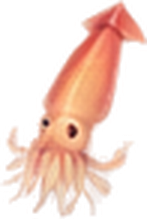 Common Prawn