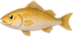 Sardine
