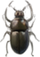 Golden Stag Beetle